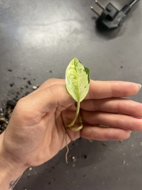 Epipremnum Japanese Global