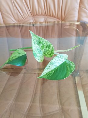 Epipremnum Marble QUEEN/SNOW QUEEN -  krásný/ čerstvý vrcholový řízek