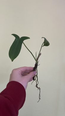 Philodendron florida