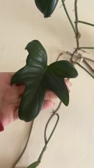 IMG_6096.jpeg