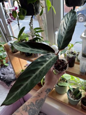 Stromanthe Triostar