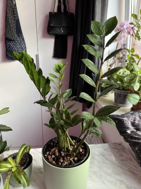 Zamiokulkas Zamiifolia