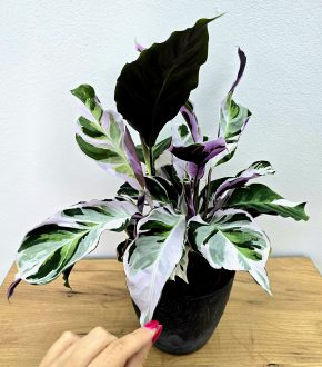 Calathea White Fusion