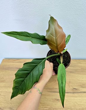Philodendron Choco Empress