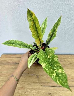 Philodendron Ring of Fire