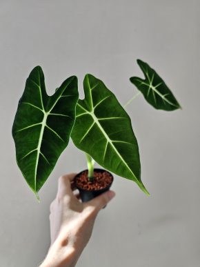 Alocasia Frydek