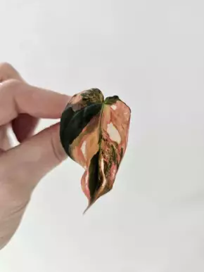 Philodendron micans variegated