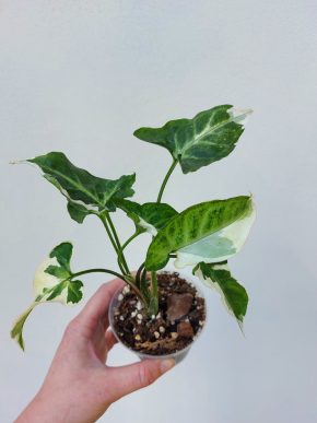 Syngonium T25