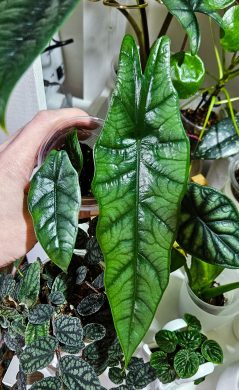 Alocasia heterophylla silver