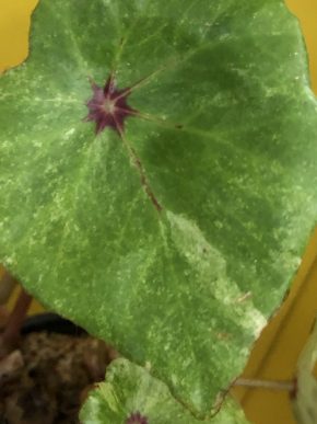 Begonia Rouge Variegata -list k zakořeněni .