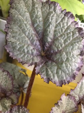 Begonia Hawaian Silver - list k zakořeněni .