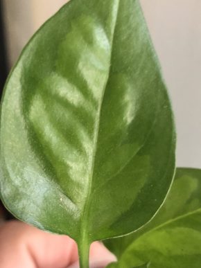 Epipremnum  Global Green - rostlina.