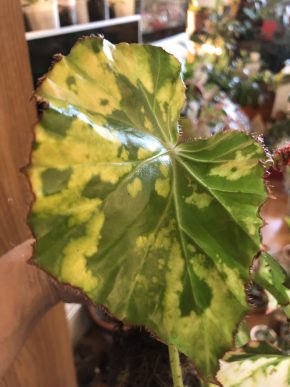 Begonia Leopard - list k zakořeněni .