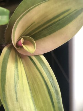 Tradescantia Brossfeldiana Aurea - čerstvý řizek .