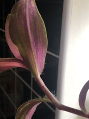 IMG_8492.jpeg