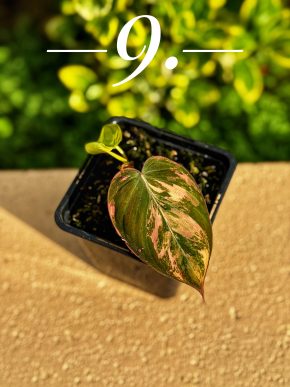 Philodendron Micans Aurea