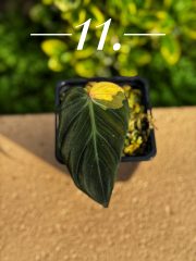 IMG_5324.jpeg