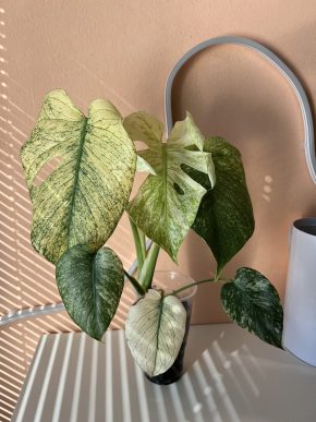 Monstera Deliciosa Mint
