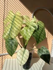 IMG_3901.jpeg