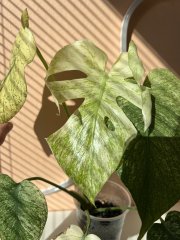 IMG_3902.jpeg