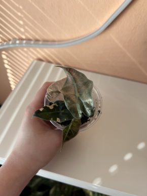 Alocasia Polly Variegata