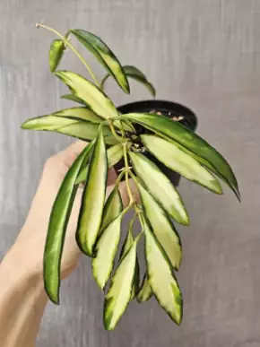 Hoya wayetii variegata