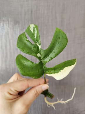 Rhaphidophora tetrasperma (albo) variegata