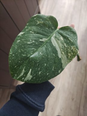 Monstera Thai Constellation řízek