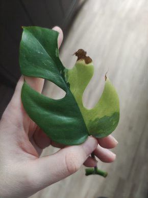 Rhaphidophora tetrasperma albo var. Řízek