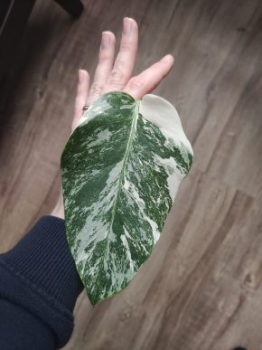 Monstera deliciosa albo variegata