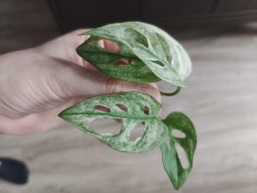 Monstera albo adansonii řízek