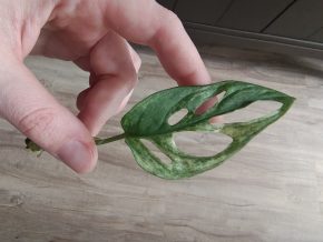 Monstera albo adansonii řízek