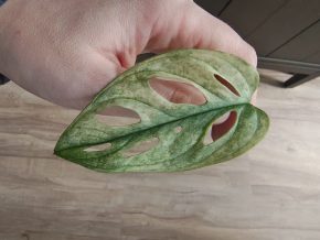 Monstera albo adansonii řízek