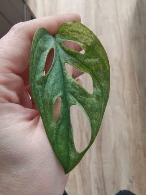 Monstera albo adansonii řízek