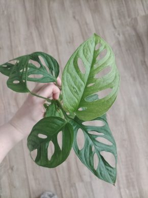 Monstera Mint Adansonia