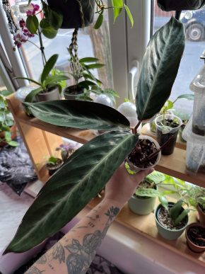 Stromanthe Triostar