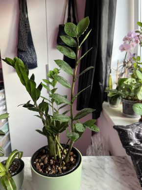 Zamiokulkas Zamiifolia