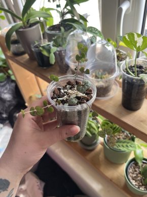 Ceropegia Woodii