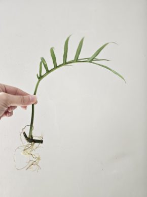 Philodendron Tortum řízek