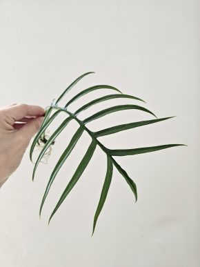 Philodendron Tortum řízek