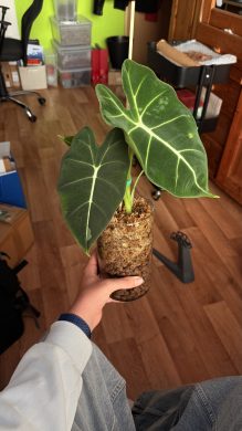 Alocasia frydek