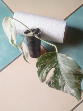 monstera  albo variegata