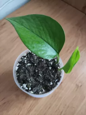 Epipremnum