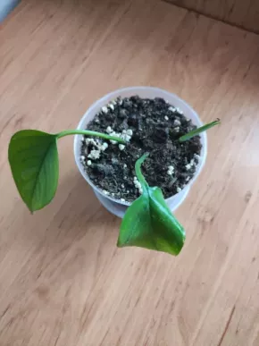 Epipremnum