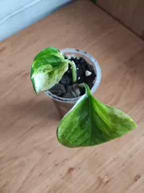 Epipremnum Happy Leaf