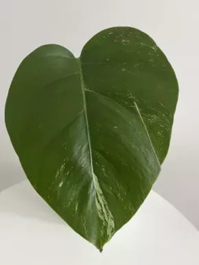 Monstera Deliciosa Albo Variegata