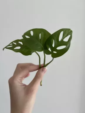 Monstera Monkey Mask