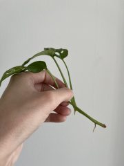 IMG_9642.jpeg