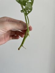 IMG_9640.jpeg