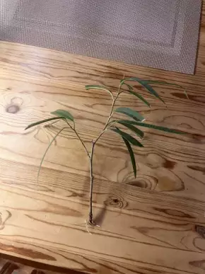 Vrcholový řízek Ficus Alii